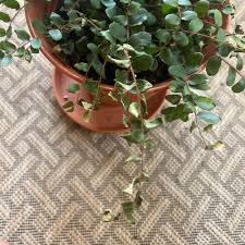 Image result for Pellaea boivinii