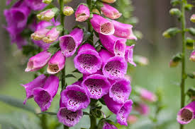To begin with, let's take a look at some of my top picks for perennial flowers for full sun sites. Digitalis Purpurea Common Foxglove