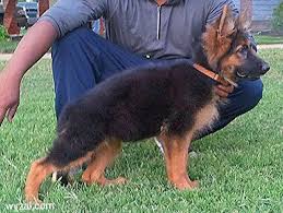 While most people may know the german shepherd as the world's leading dog for police work, guarding assignments and military work; Akc German Shepherd Long Coat Black And Red Female Import V1 Sire For Sale In Oklahoma City Oklahoma Classified Americanlisted Com