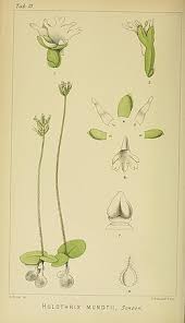 Image result for Rhipidoglossum pusillum