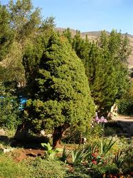 An alberta spruce of this gorgeous shape and size is expensive; How To Prune A Dwarf Alberta Spruce 963