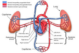 Carbon dioxide is passed out of the body by the lungs; Labelled Diagram Of Vein Valves And Vein Artery Circuit