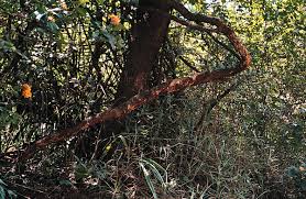 Image result for Opilia amentacea