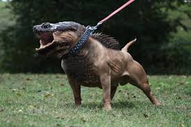 Animals Of A Parallel Universe Animal Mashups Photoshopped Animals Bizarre Animals