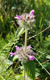 Image result for Clinopodium