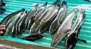 13 Cara Ternak Ikan Gabus Di Kolam Tanah Arenahewan Com