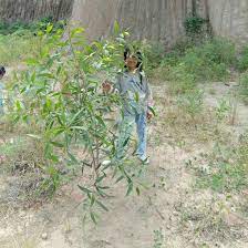 Ekonomi kerakyatan adalah system perekonomian yang di bangun dengan kekuatan dari ekonomi rakyat. Bagaimna Solusi Lain Dari Pemerintah Agar Mendongkrak Batik Secara Ekonomi Brainly Co Id