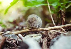 As is the case with most pesticides, you can find vole poison in many forms from liquid to pellets, to bait blocks. Best Vole Poisons Updated For 2021 Pests Org