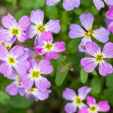 Image result for Malcolmia maritima