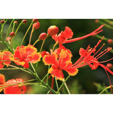Image result for Caesalpinia rubra
