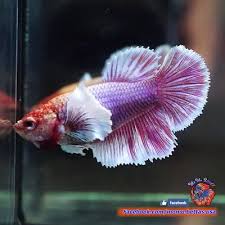 Dumbo betta, also known as the big ear betta or elephant ear halmoon betta. Pin On Beautiful Betta Fish