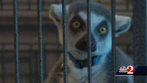 .resorts sarasota pet friendly campgrounds sarasota pet friendly motels sarasota cheap pet our mission is to provide a safe, loving and permanent home for exotic and domestic animals in english. 60 000 Worth Of Animals Stolen From Florida Pet Store Wfla