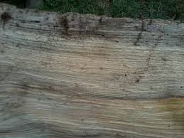If you want an open flame, the sound of crackling embers, intense heat, and the smoky aroma of burning wood, there is no substitute. Best Types Of Hardwood Trees To Use For Firewood Oak Cherry Sassafras Locust And Ash Dengarden