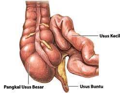 Pin Di Obat Tradisional