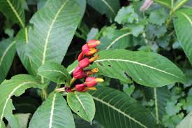 Image result for Sanchezia parvibracteata