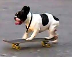 Looking for a skateboard to ride with your dogs or pulling experience? Otto The French Bulldog Puppy On A Skateboard Bulldog Skateboard Cute Dogs French Bulldog Puppy