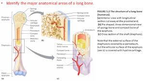 We did not find results for: Objective S Identify The Subdivisions Of The Skeleton As Axial Or Appendicular List At Least Three Functions Of The Skeletal System Name The Four Main Ppt Video Online Download