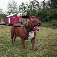 The doberman is currently the 15th most popular pet dog registered with the american kennel club (out of 194 purebred breeds) and the german shepherd is the 2nd most popular pet dog. Doberman Pinscher Pit Bull German Shepherd Home Facebook