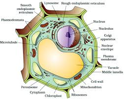 Maybe you would like to learn more about one of these? Welcome To The Living World Cell The Unit Of Life Notes Class 11 Part 3 Eukaryotic Cell 1