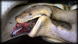 We did not find results for: Python Eats Duck 01 Snake Kills Bird Youtube
