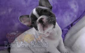 A reputable breeder will not breed or sell dogs with disqualifying colors. French Bulldog Puppy Info Bowwow Babies