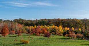 Forstbotanischer garten tharandt teil 1. Forstpark Tharandt Spaziergang Durch Den Forstbotanischen Garten