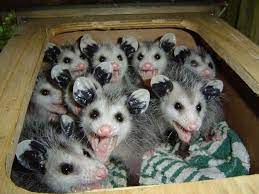 Weirdest Things U S Presidents Have Eaten At Thanksgiving Http F3v3r Com 2012 11 15 Weirdest Things U S Pre Baby Animals Pictures Baby Possum Cute Animals