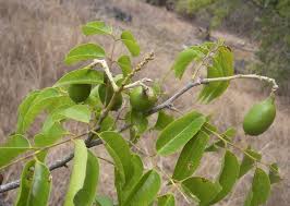 Image result for Xanthocercis