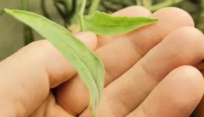 Image result for Trochomeria