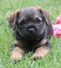 Image result for border teriér