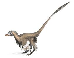 Kleurplaat dinosaurus dino tekenen from www.omnilabo.nl. Velociraptor Wikipedia