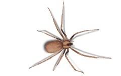 Being not at all aggressive it resides in rarely. Brown Recluse Control Removal Of Brown Recluse Spiders Terminix
