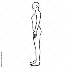 女性の裸体の人体を横から見たイラスト Stock Vector | Adobe Stock
