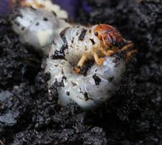 The witchetty grub is a common name for the large edible grubs of a number of different species of insect. Grubs Containerized My Garden Blog
