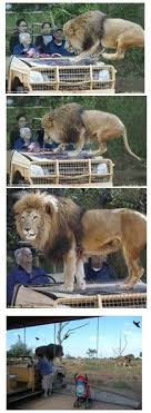 This Is The Werribee Open Range Zoo In Victoria Australia And Only The Hood Of The Car Is Outside The Glass Cage With Cute Animals Animals Cute Funny Animals