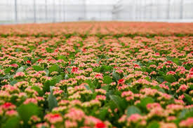 Image result for Kalanchoe rosalina