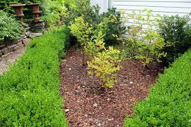Organic gardening practices reflect proven results, feed the soil, not the plan. How I Acidify My Blueberry Soil Other Useful Tips Kevin Lee Jacobs
