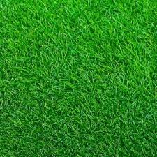 *note, my camera is bad quality and on the light side, the grass is actually darker then it appears in person. Emerald Zoysia