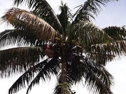 They can be harvested from palm trees and sold to tom for 45 coins. Annual Coconut Harvest Atb