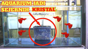 Aquariums Membuat Filter Aquarium Sederhana Super Jernih Semi Undergravel Filter Aquarium New Instagram Filters