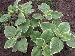 Image result for Cryptolepis oblongifolia