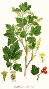 We did not find results for: Ribes Alpinum Alpine Currant Pfaf Plant Database