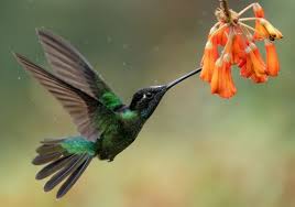 Transforme seu jardim em um paraíso para os beija-flores com estas 5 flores