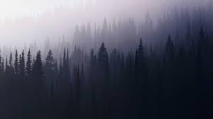 Anime forest wallpapers top free anime forest backgrounds. Aesthetic Foggy Forest Wallpapers Wallpaper Cave