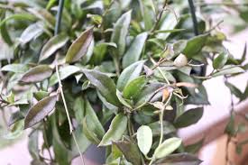 Image result for Begonia lacunosa