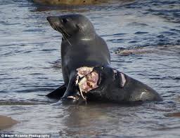 The city was rocked by its . Seal Returns To Rocks For Safety After A Horrific Shark Attack On Sydney S Northern Beaches Daily Mail Online