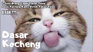 Anak kucing imut dan lucu tapi songong kucing adalah hewan yang lucu dan imut yang selalu berada di sekitar kita, juga. Tahan Tawa 10 Menit Video Tingkah Lucu Kucing Bikin Ngakak Kumpulan Video Lucu Youtube