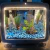 Aquarium cupang unik berikut gambarnya yang cantik cara membuat aquarium ikan cupang, aquascape mini ikan cupang seperti ini cara membuatnya sumber : 1