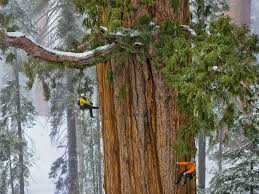 giant sequoias grow faster with age