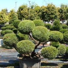 Image Result For Juniper Topiary Dwarf Mondo Grass Plants Topiary